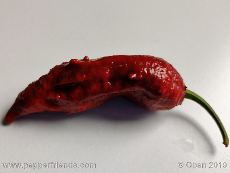 bhut-jolokia-rust_001_frutto_25.jpg