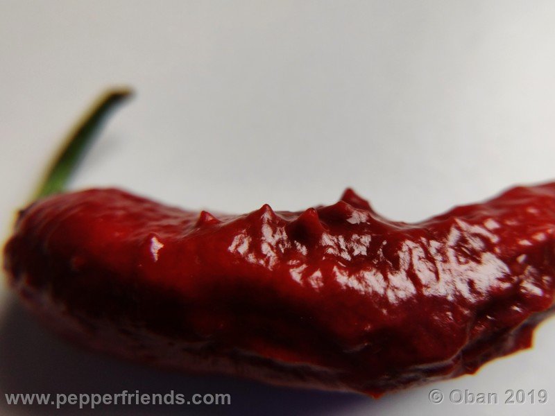 bhut-jolokia-rust_001_frutto_32.jpg