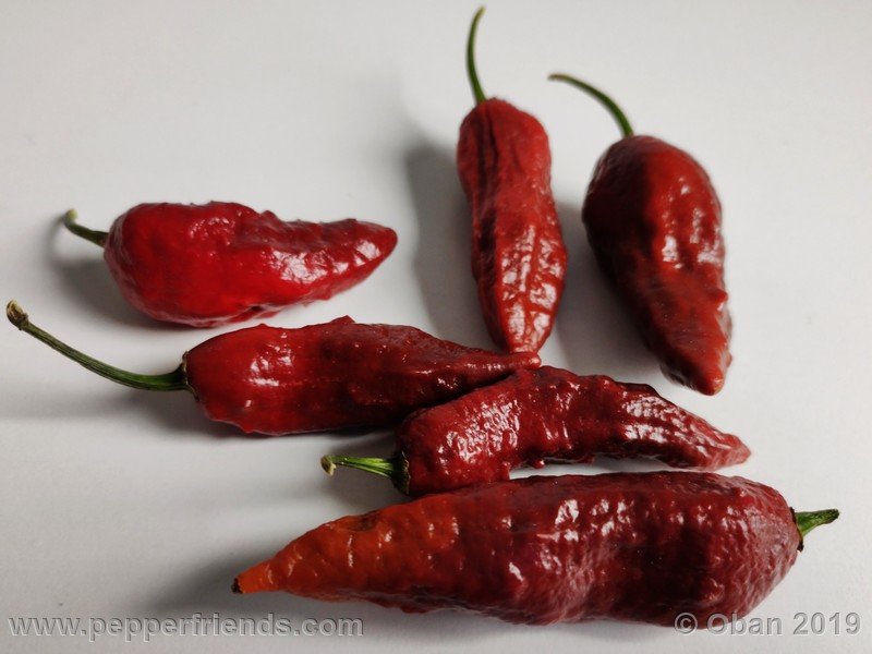 bhut-jolokia-rust_001_frutto_34.jpg