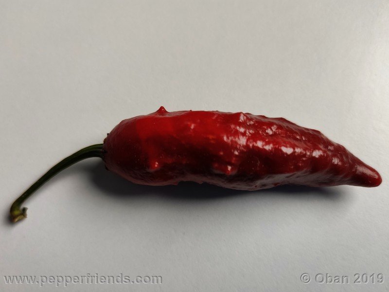 bhut-jolokia-rust_001_frutto_36.jpg