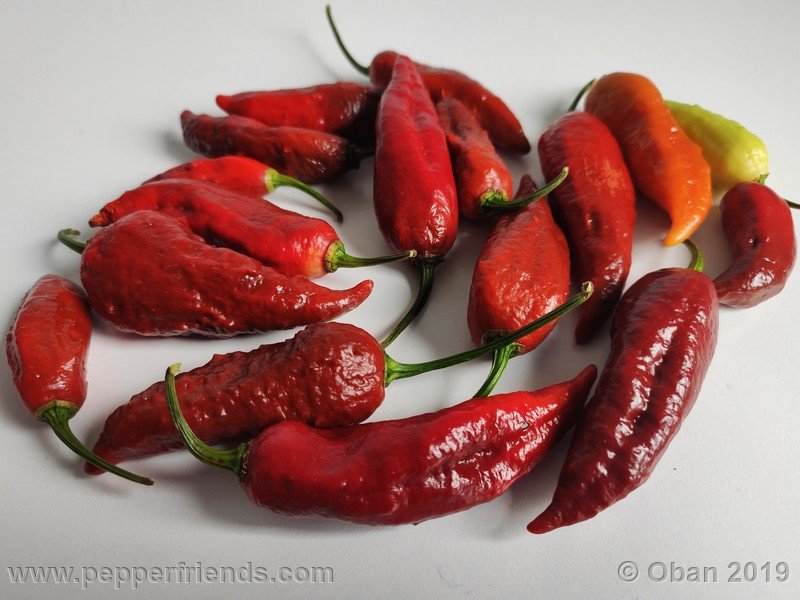 bhut-jolokia-rust_001_frutto_38.jpg