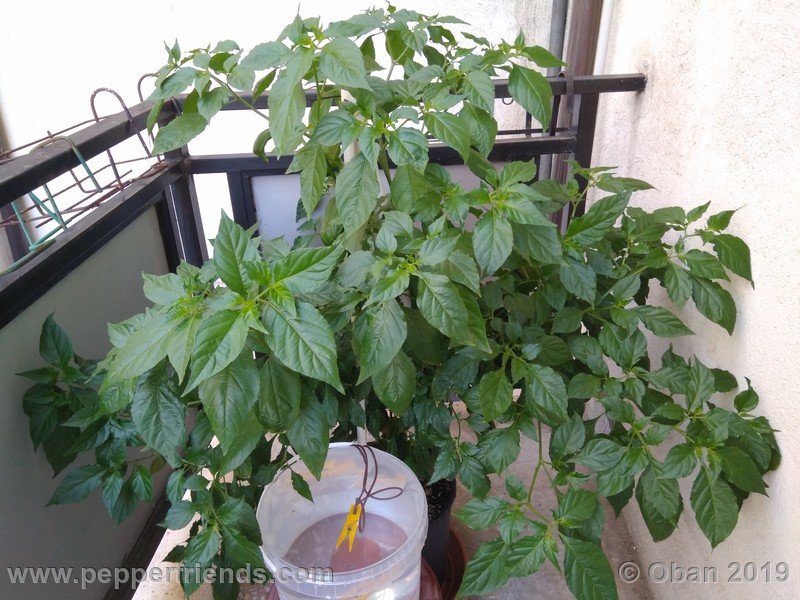 bhut-jolokia-rust_001_pianta_08.jpg