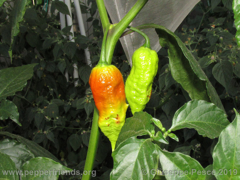 Newbhut-jolokia-rust_002_frutto_04.jpg