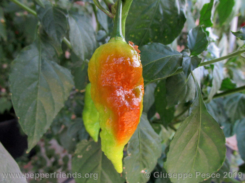 Newbhut-jolokia-rust_002_frutto_07.jpg