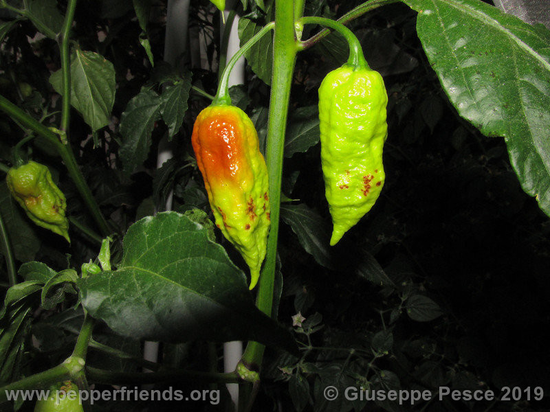 Newbhut-jolokia-rust_002_frutto_08.jpg