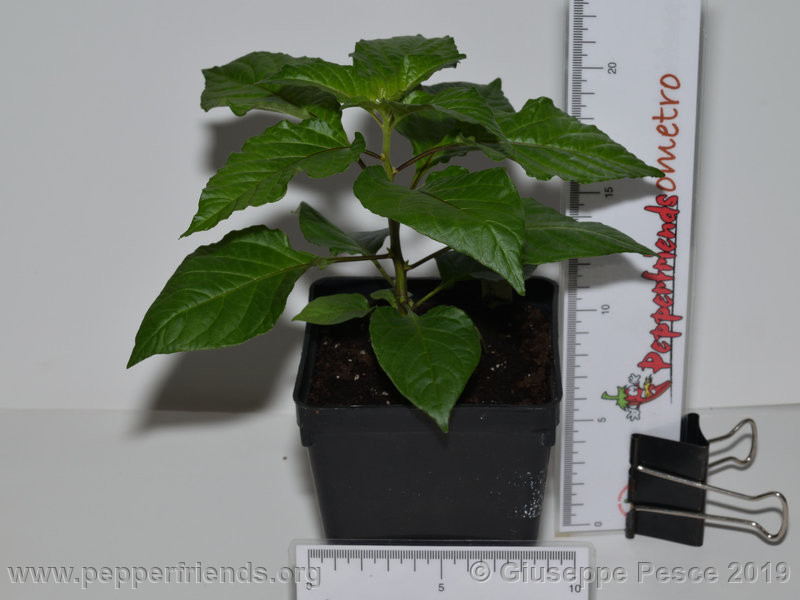 Newbhut-jolokia-rust_002_pianta_07.jpg