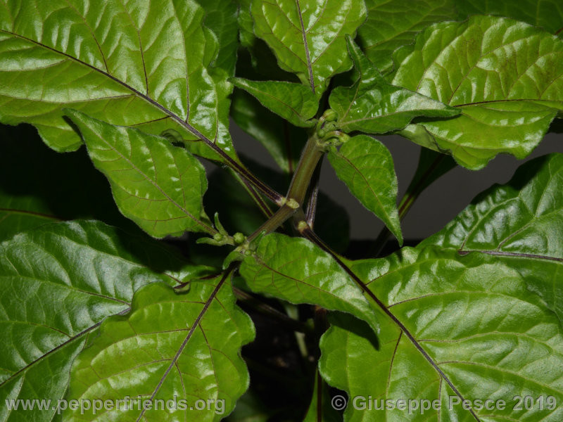 Newbhut-jolokia-rust_002_pianta_10.jpg