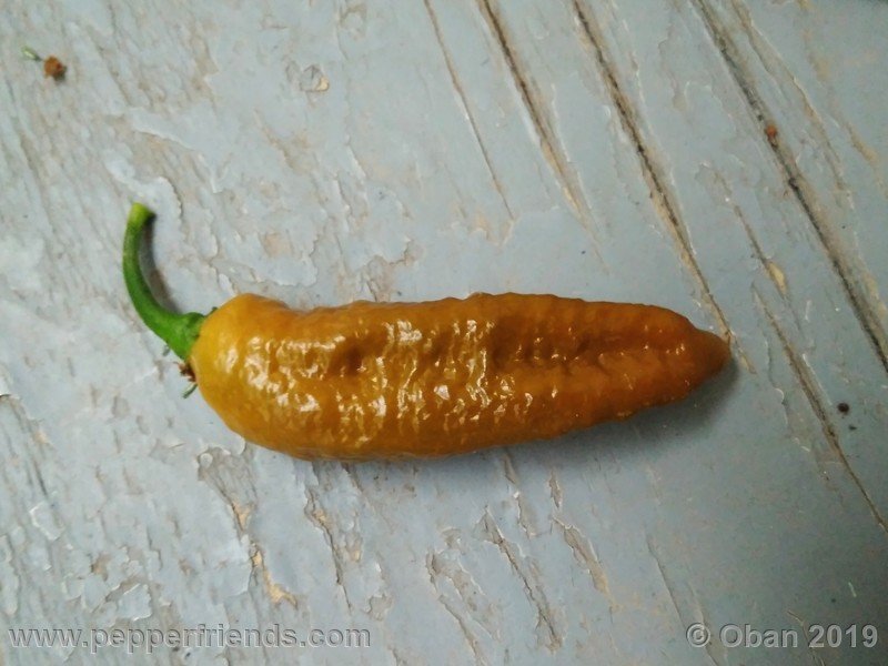 bhut-jolokia-solid-gold_001_14_bhut-jolokia-solid-gold_001_frutto_47.jpg