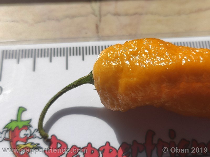 bhut-jolokia-solid-gold_001_19_bhut-jolokia-solid-gold_001_frutto_58.jpg