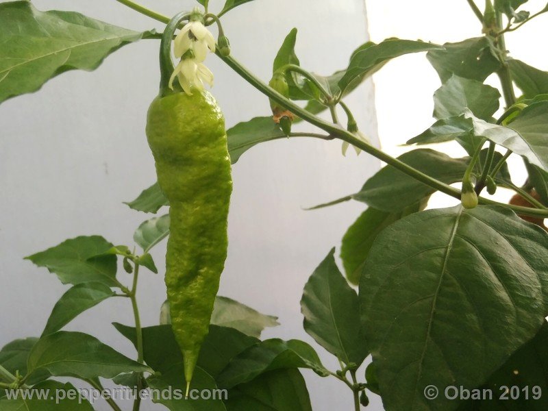 bhut-jolokia-solid-gold_001_1_bhut-jolokia-solid-gold_001_frutto_23.jpg