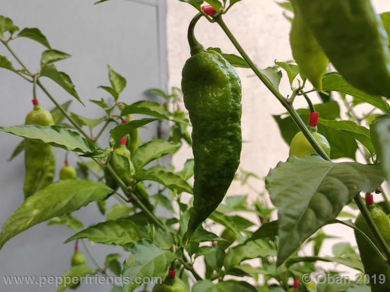 bhut-jolokia-solid-gold_001_23_bhut-jolokia-solid-gold_001_frutto_62.jpg