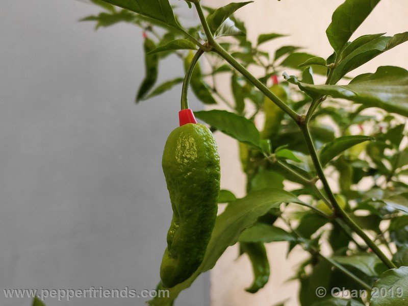 bhut-jolokia-solid-gold_001_24_bhut-jolokia-solid-gold_001_frutto_63.jpg