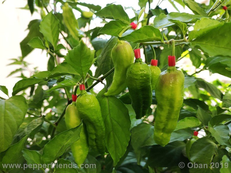 bhut-jolokia-solid-gold_001_25_bhut-jolokia-solid-gold_001_frutto_64.jpg