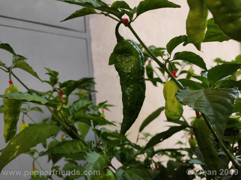 bhut-jolokia-solid-gold_001_26_bhut-jolokia-solid-gold_001_frutto_65.jpg