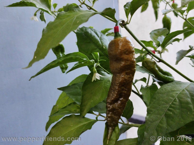 bhut-jolokia-solid-gold_001_29_bhut-jolokia-solid-gold_001_frutto_68.jpg