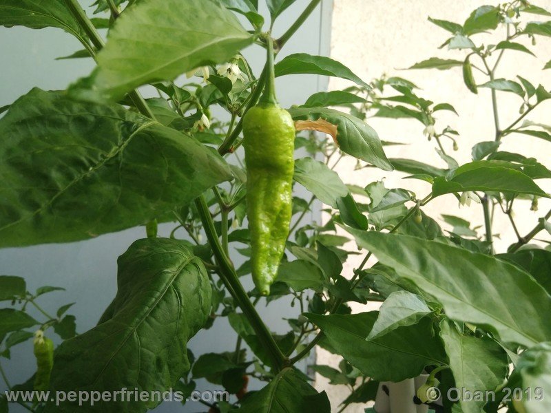 bhut-jolokia-solid-gold_001_2_bhut-jolokia-solid-gold_001_frutto_24.jpg