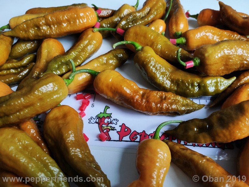 bhut-jolokia-solid-gold_001_36_bhut-jolokia-solid-gold_001_frutto_79.jpg