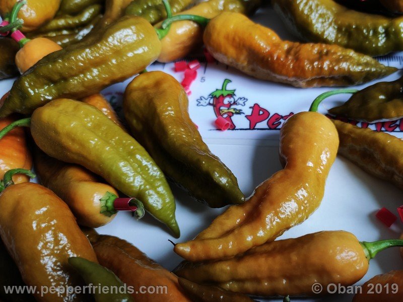 bhut-jolokia-solid-gold_001_37_bhut-jolokia-solid-gold_001_frutto_80.jpg