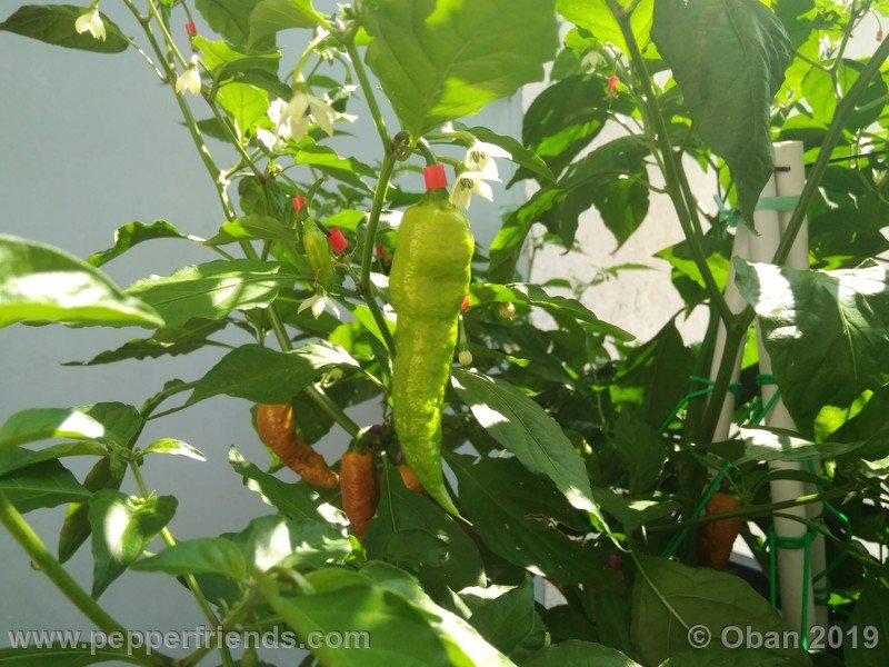 bhut-jolokia-solid-gold_001_3_bhut-jolokia-solid-gold_001_frutto_25.jpg