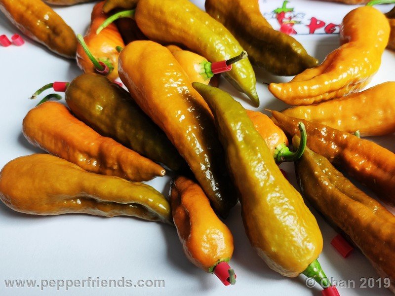 bhut-jolokia-solid-gold_001_41_bhut-jolokia-solid-gold_001_frutto_84.jpg