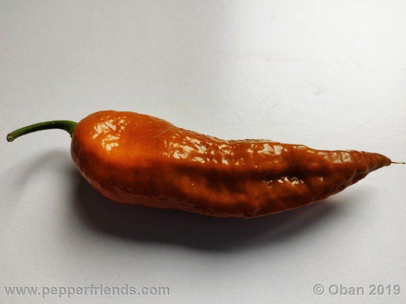 bhut-jolokia-solid-gold_001_43_bhut-jolokia-solid-gold_001_frutto_88.jpg