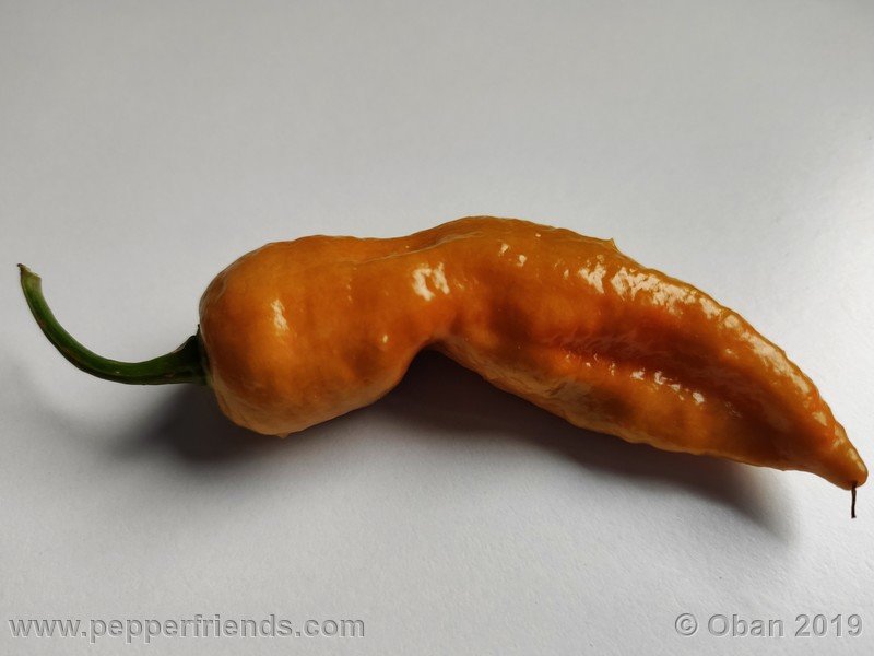 bhut-jolokia-solid-gold_001_47_bhut-jolokia-solid-gold_001_frutto_93.jpg