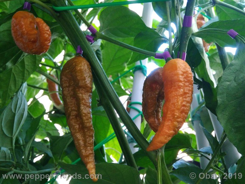 bhut-jolokia-solid-gold_001_4_bhut-jolokia-solid-gold_001_frutto_28.jpg