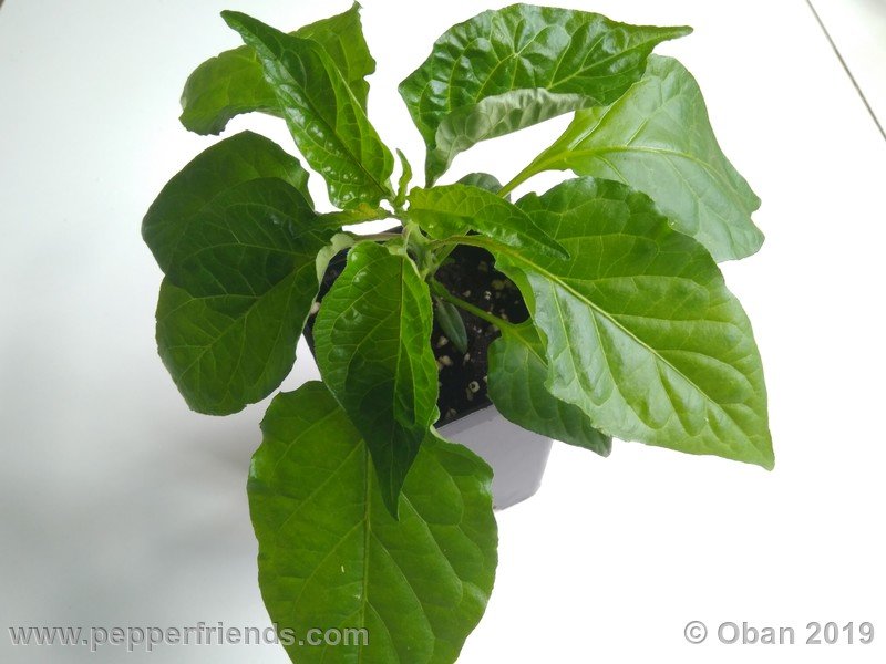 bhut-jolokia-solid-gold_001_51_bhut-jolokia-solid-gold_001_pianta_02.jpg