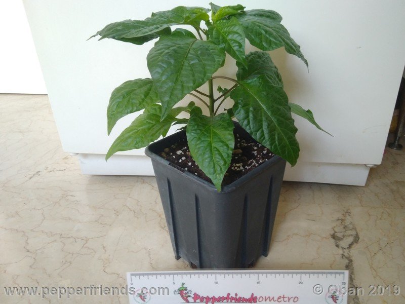 bhut-jolokia-solid-gold_001_52_bhut-jolokia-solid-gold_001_pianta_03.jpg