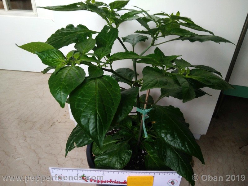 bhut-jolokia-solid-gold_001_53_bhut-jolokia-solid-gold_001_pianta_05.jpg