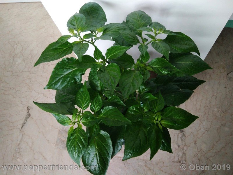 bhut-jolokia-solid-gold_001_54_bhut-jolokia-solid-gold_001_pianta_06.jpg