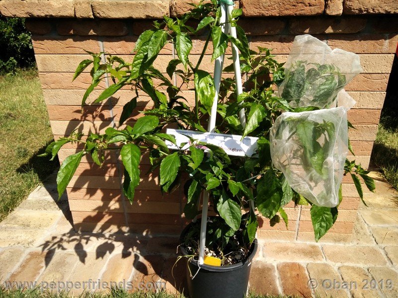 bhut-jolokia-solid-gold_001_55_bhut-jolokia-solid-gold_001_pianta_07.jpg