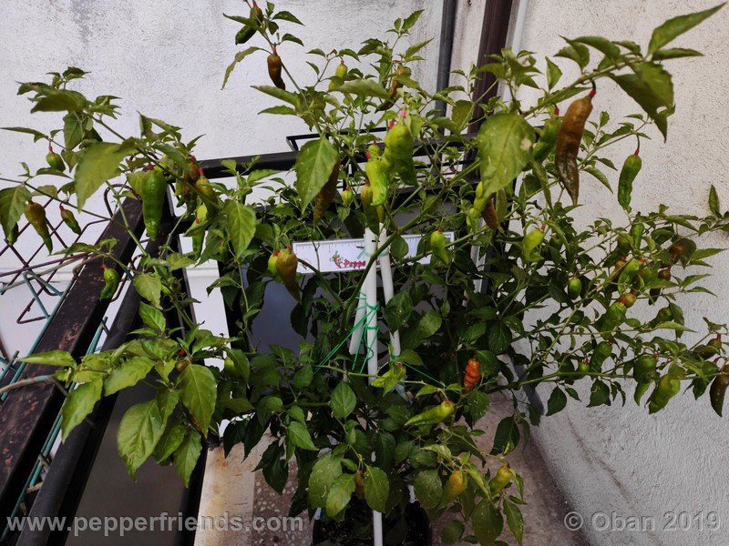 bhut-jolokia-solid-gold_001_56_bhut-jolokia-solid-gold_001_pianta_08.jpg