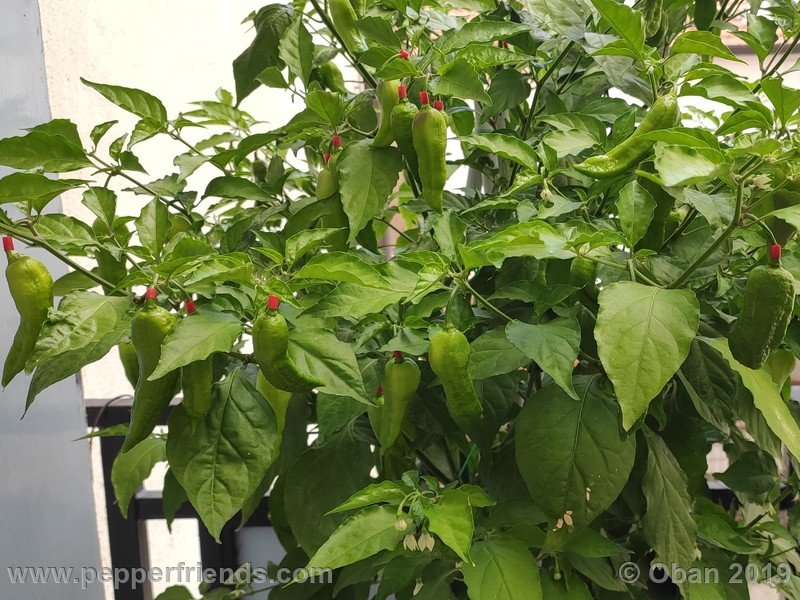 bhut-jolokia-solid-gold_001_58_bhut-jolokia-solid-gold_001_pianta_10.jpg