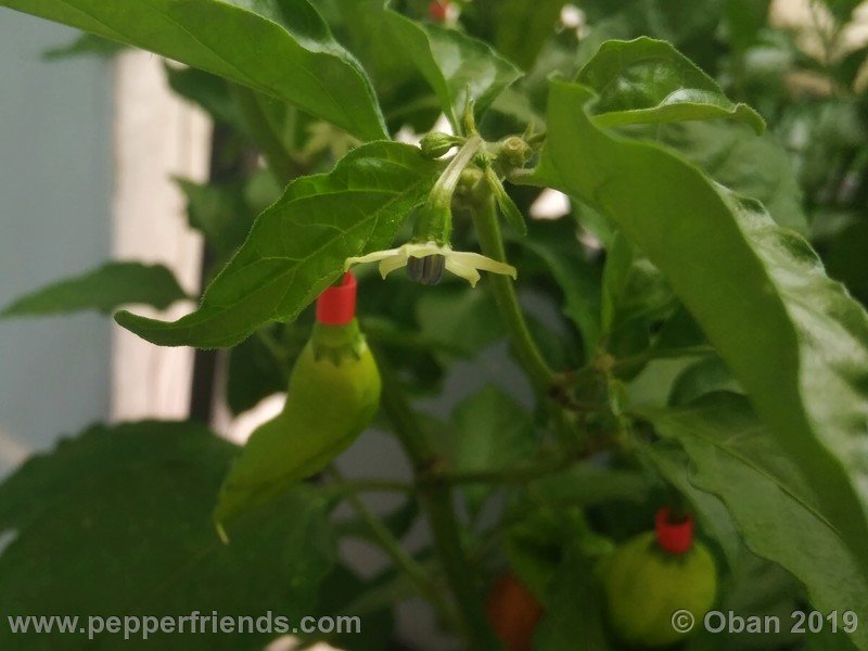 bhut-jolokia-solid-gold_001_fiore_06.jpg