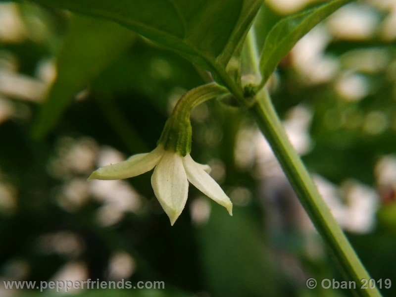 bhut-jolokia-solid-gold_001_fiore_08.jpg