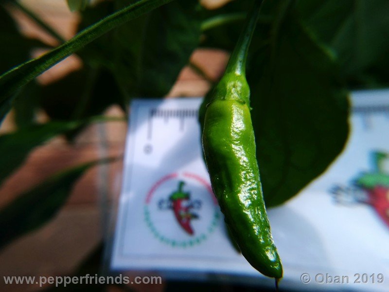 bhut-jolokia-solid-gold_001_frutto_01.jpg