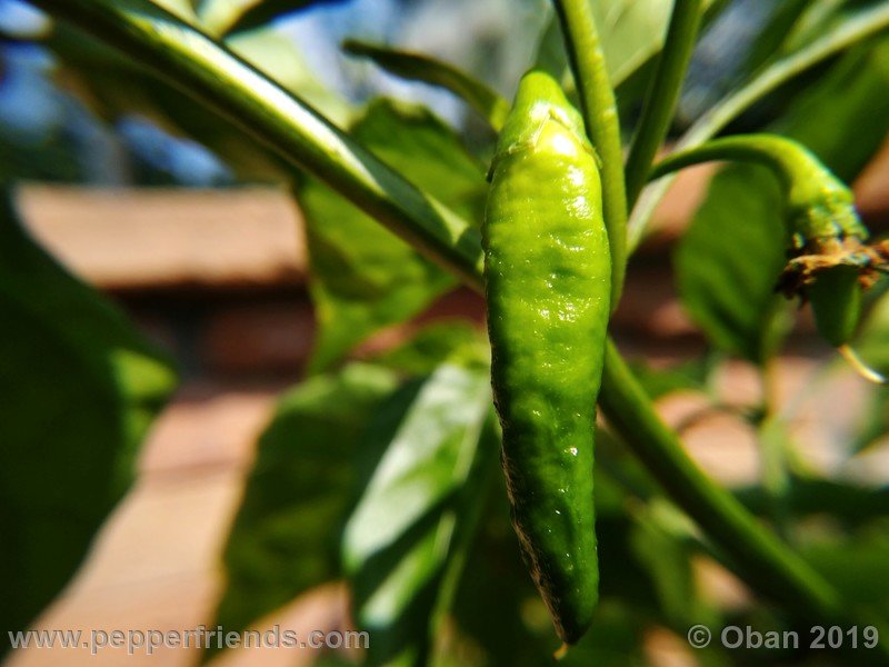 bhut-jolokia-solid-gold_001_frutto_02.jpg