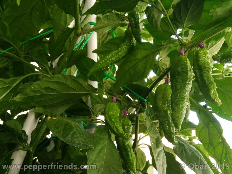 bhut-jolokia-solid-gold_001_frutto_10.jpg