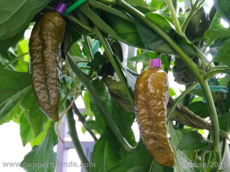 bhut-jolokia-solid-gold_001_frutto_17.jpg