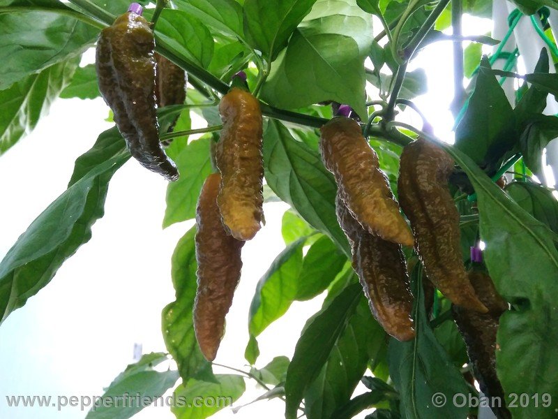 bhut-jolokia-solid-gold_001_frutto_21.jpg