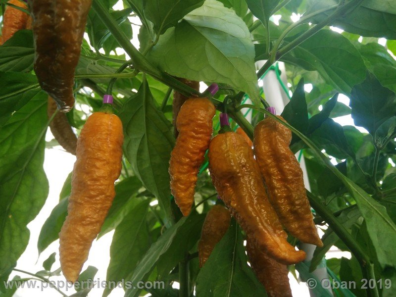 bhut-jolokia-solid-gold_001_frutto_26.jpg