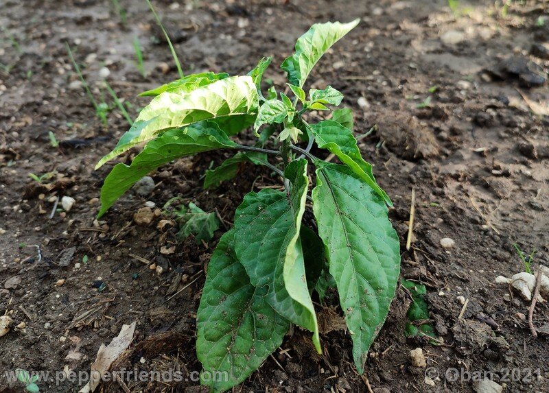 bhut-jolokia-solid-gold_002_02.jpg