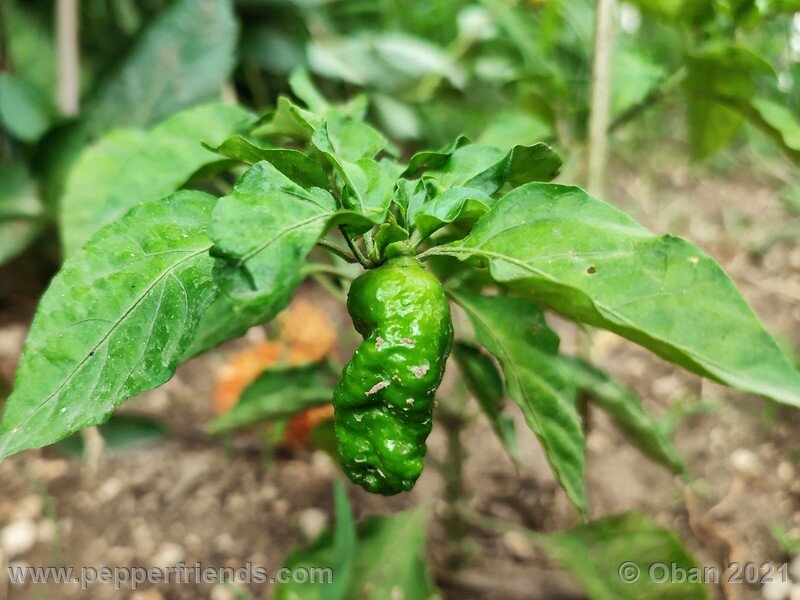 bhut-jolokia-solid-gold_002_03.jpg