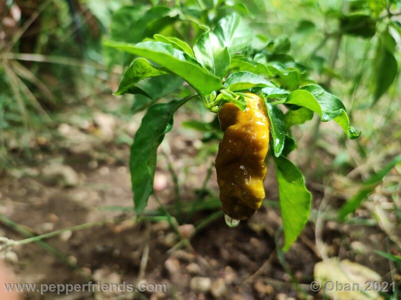 bhut-jolokia-solid-gold_002_04.jpg