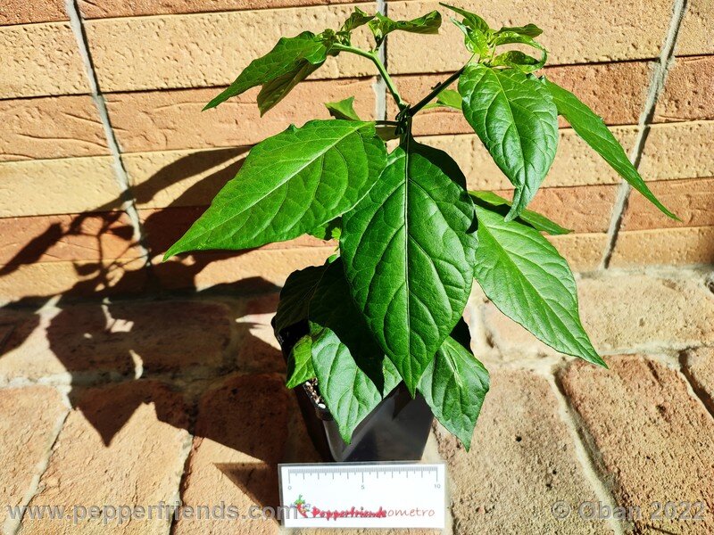 bhut-jolokia-solid-gold_003_02.jpg