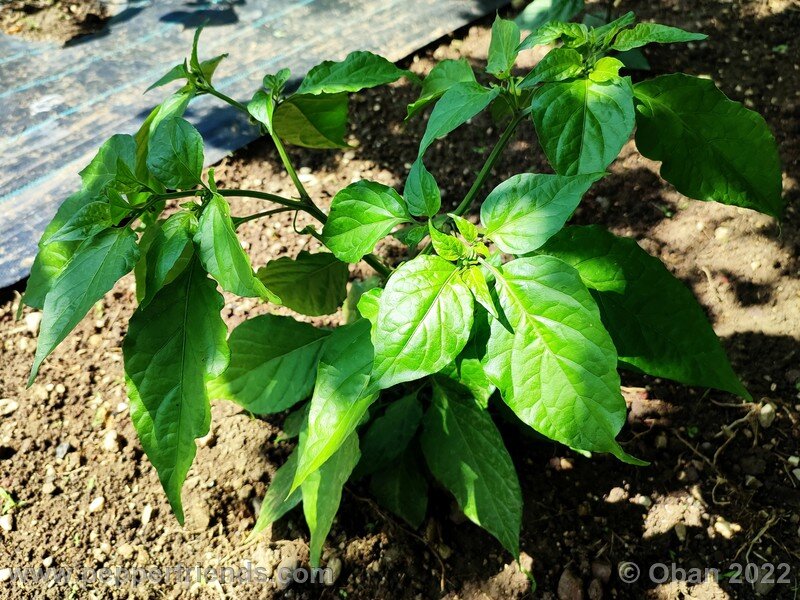 bhut-jolokia-solid-gold_003_03.jpg