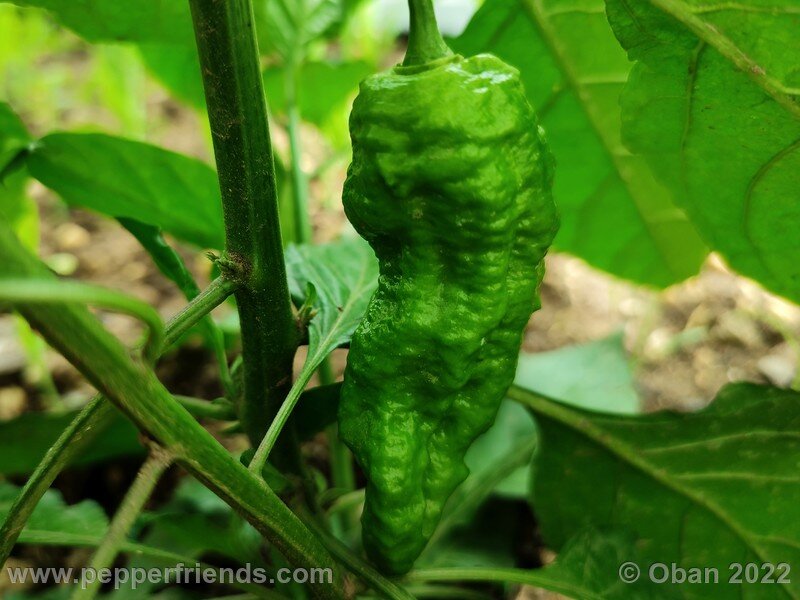 bhut-jolokia-solid-gold_003_07.jpg