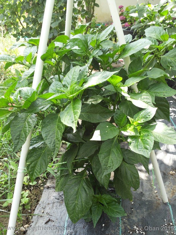 bhut-jolokia_002_pianta_06.jpg