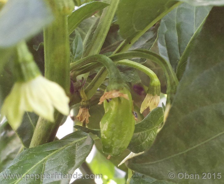 bhut-jolokia_002_pianta_09.jpg